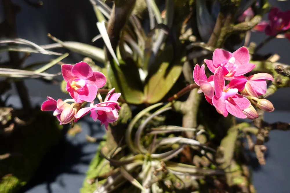 Floristik: Blumen von Himmelblau Blumen & Meer in Birmensdorf