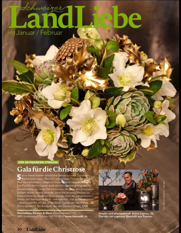 Gala für die Christrose